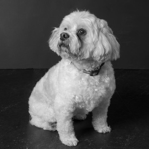 Fundraising Page: Chase Grace